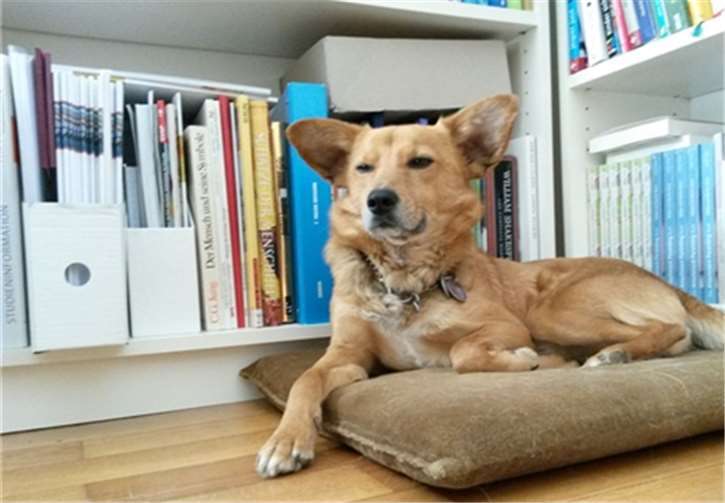 Der beste Platz ist beim geliebten Menschen. Mit wenigen Handgriffen ist ein gemütliches Eckchen eingerichtet. Tierheim Andernach