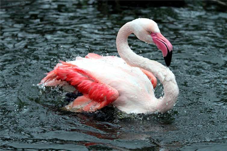 Der bisherige Teich im Zoo Neuwied ist für die Flamingos zu tief und zu klar - daher wird das Gehege nun umgebaut.  Fotos: Leo Schmitz