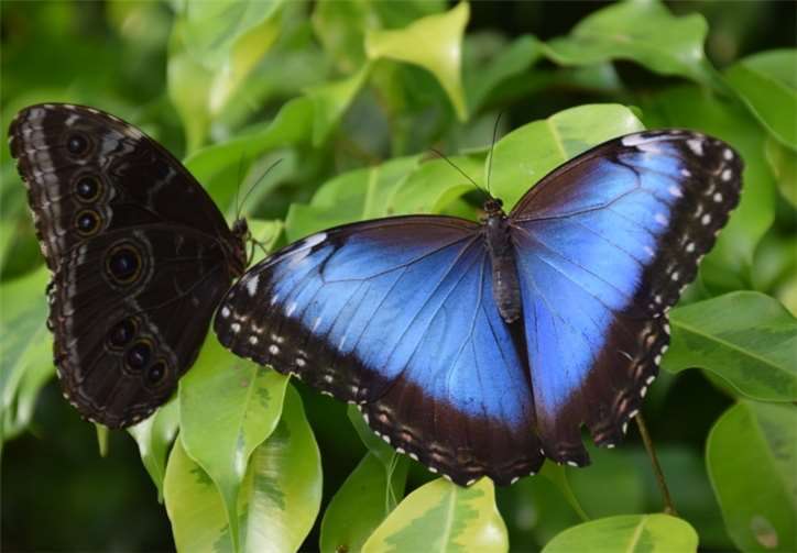 Der blaue „Himmelsfalter“ begeistert die Besucher. privat