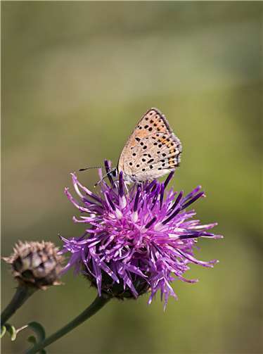 Der braune Feuerfalter „Lycaena tityrus“.