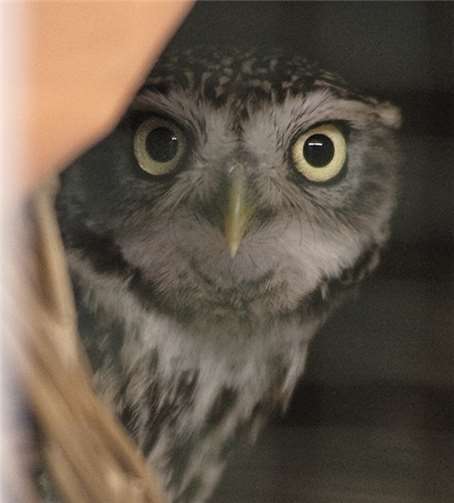 Der drollige Steinkauz guckt neugierig aus seinem Versteck.