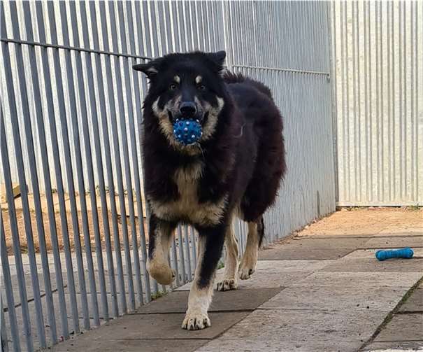 Der einjährige Rüde Seven.Foto: Fotonachweis: Tierheim u. Tierschutzverein Kreis Ahrweiler e.V.