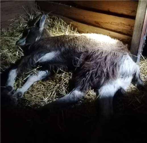 Der entlaufene Ziegenbock aus Meckenheim-Wormersdorf. Foto: Polizei