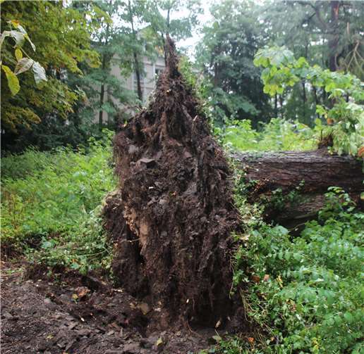 Der entwurzelte Baumriese am Fußweg zwischen dem Boedikerweg und Rheinufer.Foto: KMI