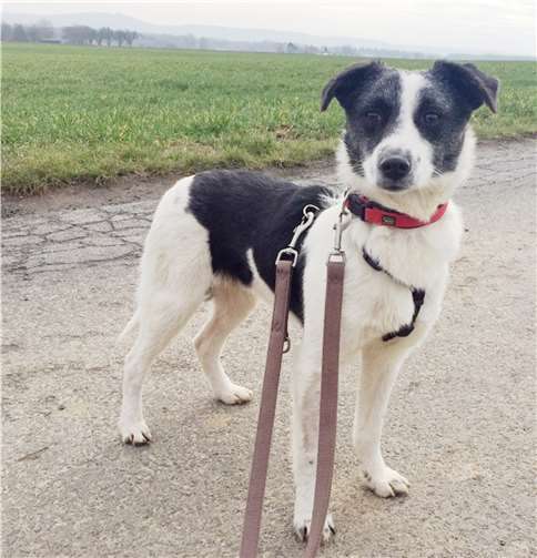 Der erst zehn Monate alte Marvin sucht Menschen, die ihm in seinem neuen Zuhause viel Zeit und Ruhe geben. Tierheim u. Tierschutzverein Kreis Ahrweiler e.V.