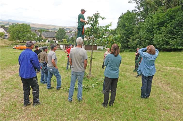 Der erste Kurs hat jüngst in der Ortsgemeinde Kalt stattgefunden. Hier lernten die Teilnehmer den richtigen Schnitt für hochstämmige Obstbäume im Sommer und erfuhren weitere Maßnahmen der Baumpflege, die in den Sommermonaten erforderlich sind. Foto: Kreisverwaltung MYK/Dr. R.Kape