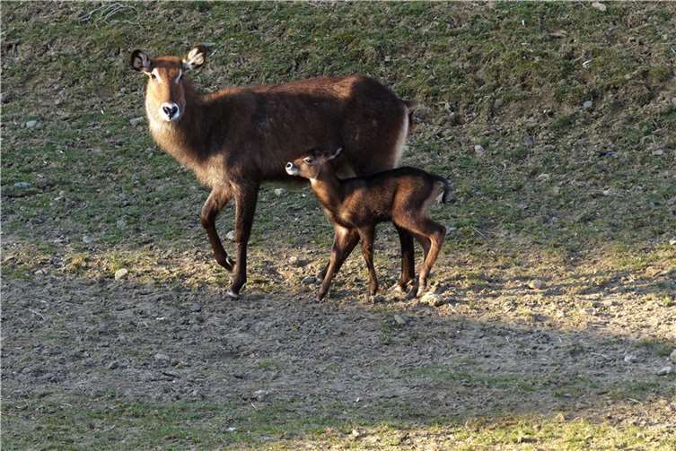 Der erste Tag des Kalbs auf der Wiese.  Foto: Zoo Neuwied