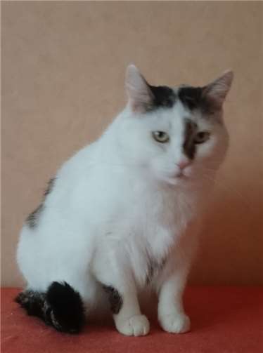 Zwei liebe Kater brauchen einen Neuanfang Der etwas pummelige Prinz ist zutraulicher und ein wahrer Meister im Schmusen.
