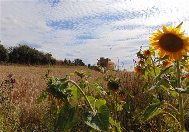 Der extra zusammengestellte Samen soll eine große Blütenvielfalt mit langer Blühdauer erzielen.  Verbandsgemeinde Maifeld