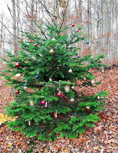 Der geschmückte Tannenbaum.