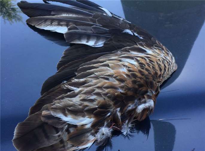 Der getötete Rotmilan auf dem Hartenfelser Kopf. Archiv der Naturschutzinitiative e. V.