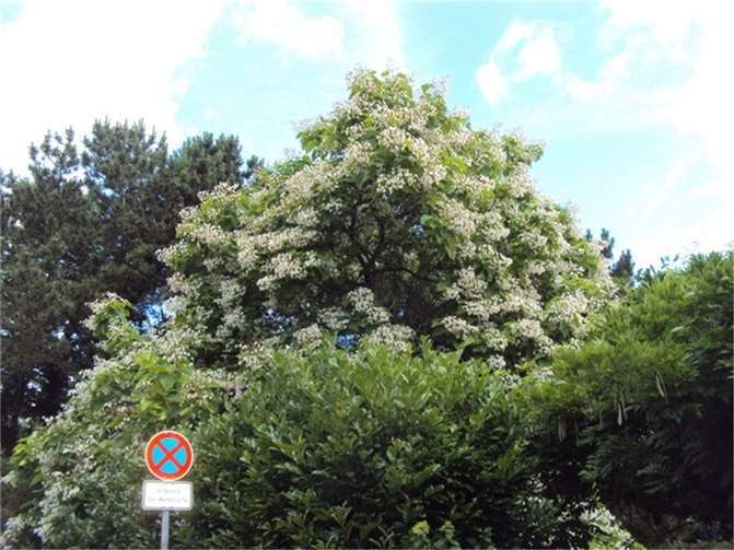 Der goße Trompetenbaum mit seinen weißen Glockenblütenrispen und orchideenähnlichen Farbzeichnungen.  Fotos: privat