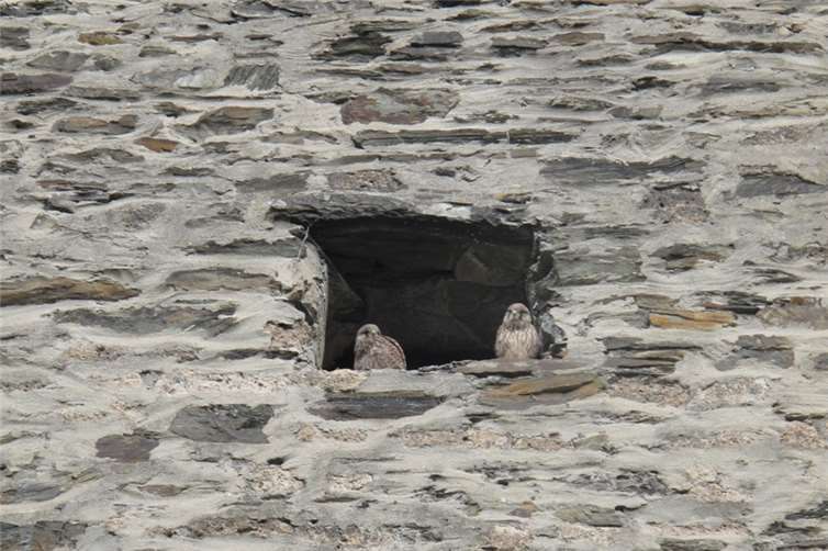 Der große Absprung – Andernacher Turmfalken werden flügge!.  Foto: Annelie Karlsson, Stadtverwaltung Andernach