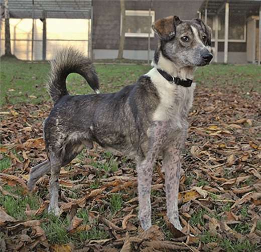 Der hübsche Barry wird ein toller Begleiter für verständnisvolle Menschen. privat