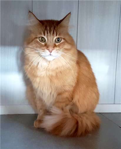 Der hübsche Casper sucht noch ein Zuhause mit Freigang. Foto: privat