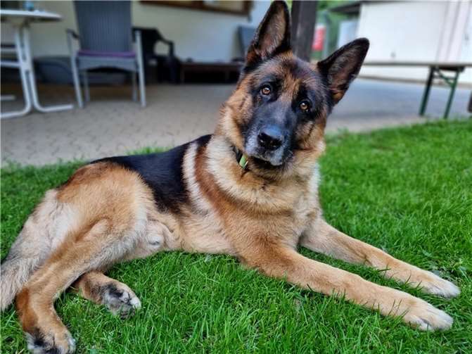 Der hübsche Schäferhund Ibo sucht ein neues Zuhause.  Foto: Sybill Limbach