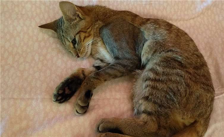 Der junge Akira hat mittlerweile gute Überlebenschancen,, muss aber vermutlich noch einmal operiert werden.Fotos: NI