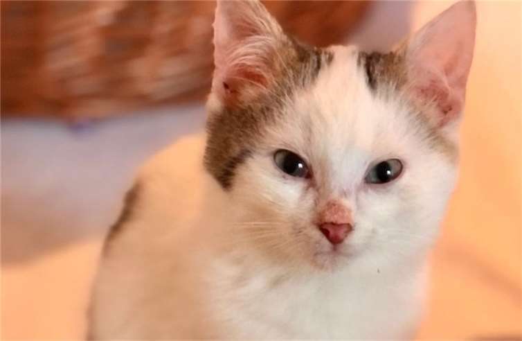 Der kleine Ferdy sucht neue „Katzeneltern“.  Foto: privat