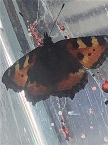 Der kleine Fuchs als fertiger Schmetterling.