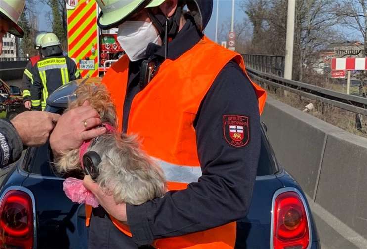 Der kleine Hund kam mit dem Schrecken davon, musste aber vorübergehend ins Tierheim. Foto: Polizei Bonn