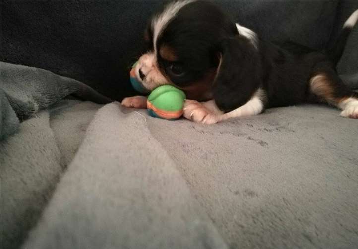 Der kleine Jim leidet an einer schweren Missbildung des Hirns, die ohne Behandlung zum Tod führt. Tierheim Mayen