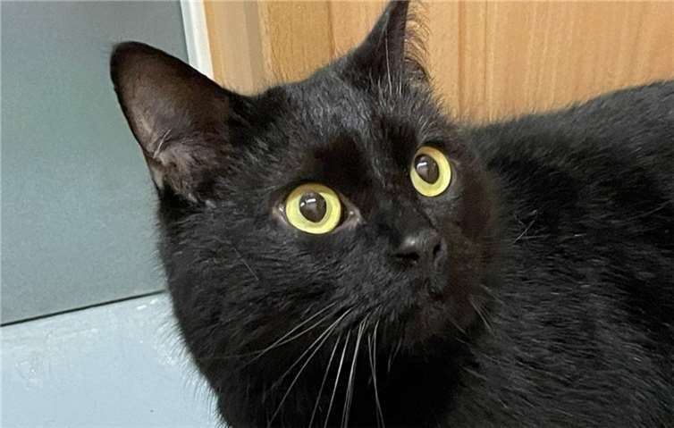 Der kleine Jimmi sucht ein neues Zuhause.  Foto: privat