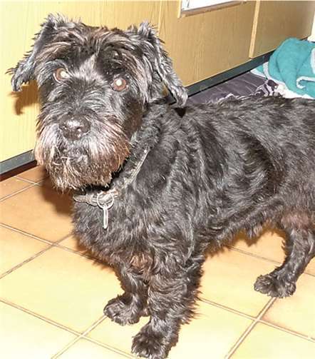 Der kleine Leo würde sich, idealerweise mit seiner Freundin Lucy, über eine neue Unterkunft freuen. privat