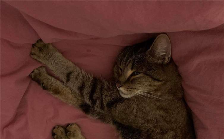 Der kleine Mogli ist wieder bei seiner Besitzerin Laura. Foto: privat