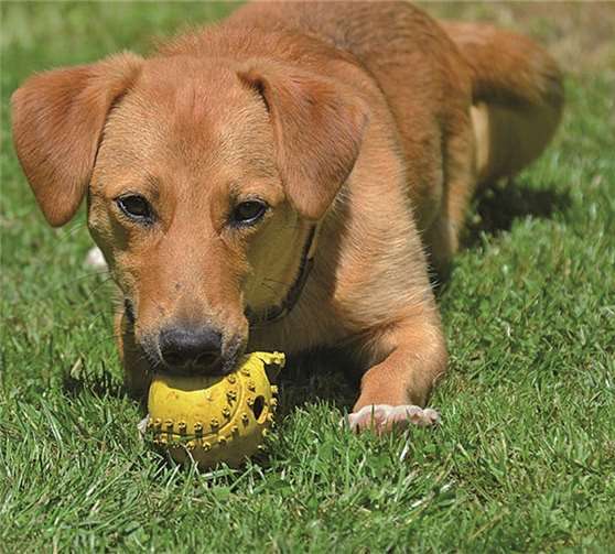Der kleine Rüde Elliot ist verspielt.privat
