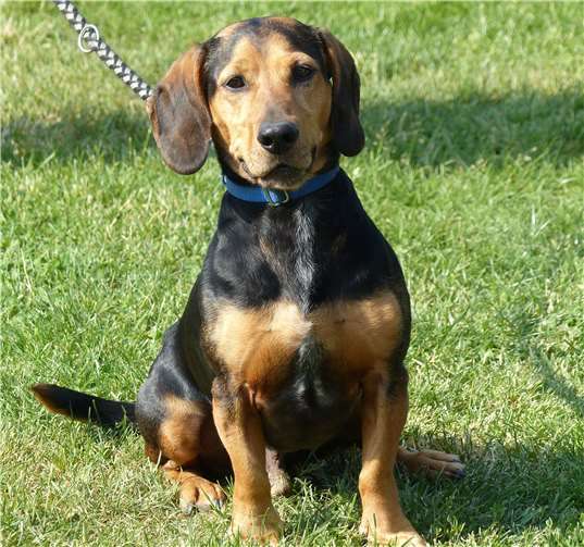 Der kleine Seppi musste ins Tierheim, da sein Besitzer gestorben ist.privat