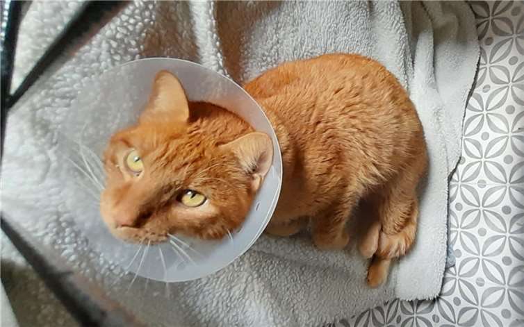 Der kleine Simba musste operiertwerden.  Foto:Katzenschutzfreunde Rhein-Ahr-Eifel
