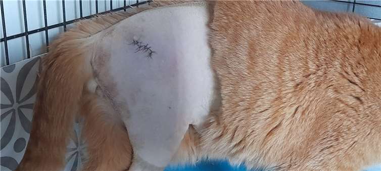 Der kleine Simba musste operiertwerden.  Foto:KatzenschutzfreundeRhein-Ahr-Eifel