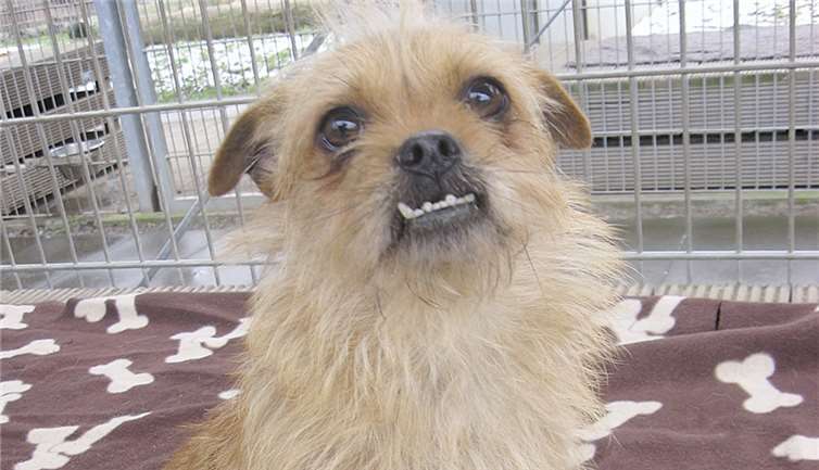 Der kleine Struppi kommt mit anderen Hunden und auch Katzen gut zurecht. privat