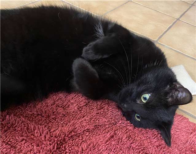 Der kleine Toni kuschelt gerne.  Foto:privat