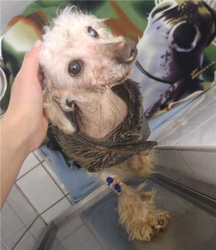 Der kleine verdreckte Mantel war zum Teil mit dem Fell verwachsen.