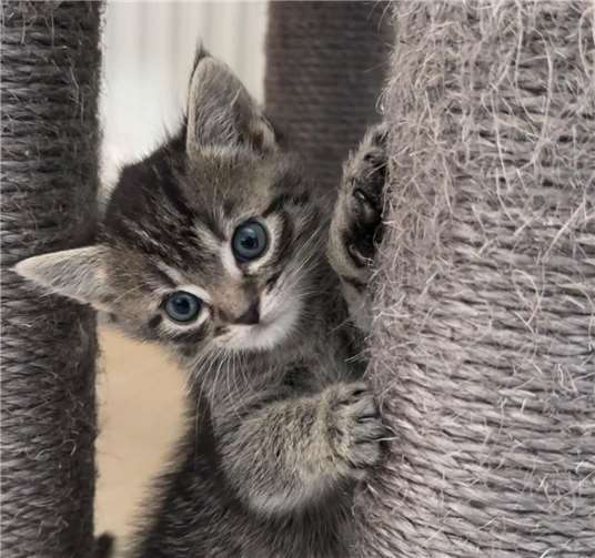 Der kleine verspielte Paddy freut sich auf sein neues Zuhause.Fotos: privat