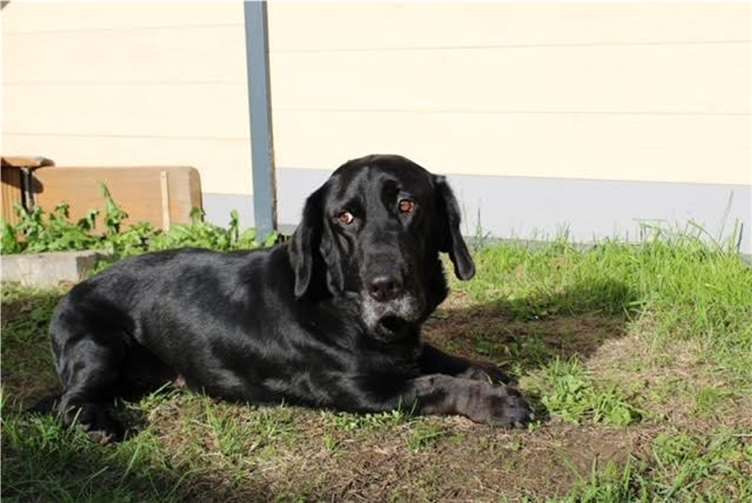 Der knapp vierjährige Rüde Hanswurst sucht eine Familie. Foto: Tierheim u. Tierschutzverein Kreis Ahrweiler e.V.