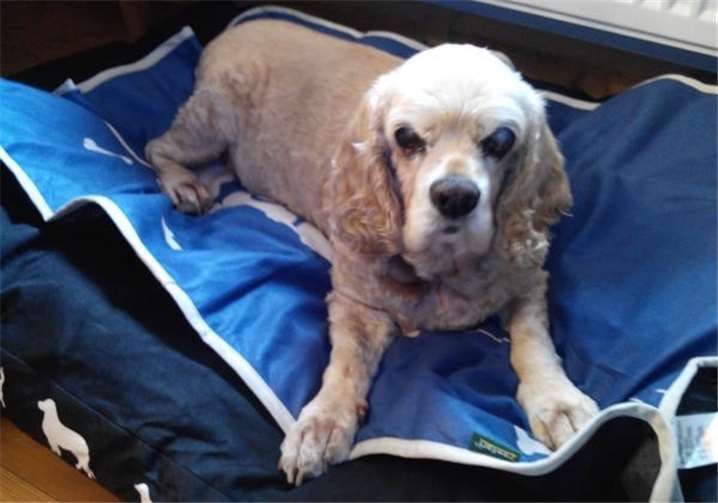 Der kranke „Bobby“ kann bei seiner Pflegefamilie zur Ruhe kommen, die nötigen Behandlungen stehen ihm aber noch bevor. Tierheim Mayen