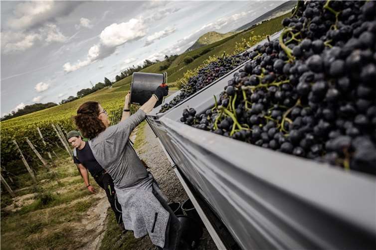 Der letzte Eimer hat den Weinkeller erreicht – die Lese 2021 konnte, dank der Hilfsbereitschaft von unzähligen Freiwilligen, im Ahrtal abgeschlossen werden.Foto: © Ahrwein e.V.
