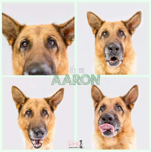 Der liebenswerte Schäferhund-Rüde sucht ein liebevolles Zuhause, in dem er Teil der Familie werden kann.Tierheim Mayen