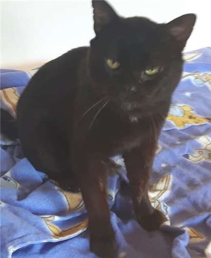 Der liebenswerte und unkomplizierte Schmusekater Peterle. Foto: privat