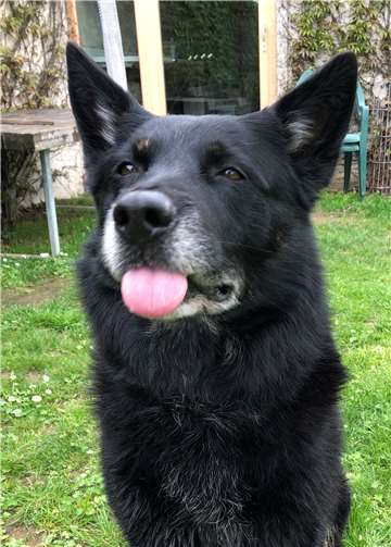 Der männliche Schäferhund- Cattle Dog Mix ist am 26. August 2009 geboren. Foto: privat