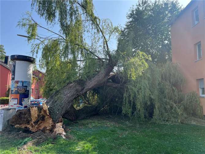 Der mehrere Tonnen schwere Baum kam direkt neben dem Wohnhaus zum Liegen. Foto: Feuerwehr und Rettungsdienst Bonn