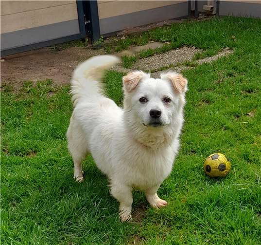 Der muntere Miro. Foto: Tierheim u. Tierschutzverein Kreis Ahrweiler e.V.
