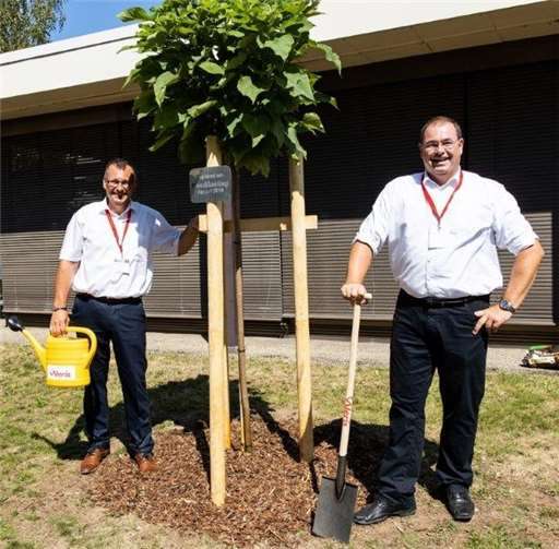 Der neu gepflanzte Trompetenbaum auf dem Werksgelände.Quelle: Aleris