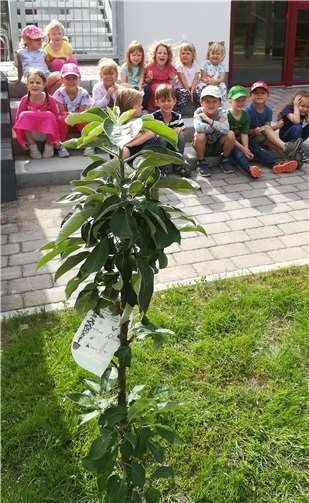 Der neue Apfelbaum.