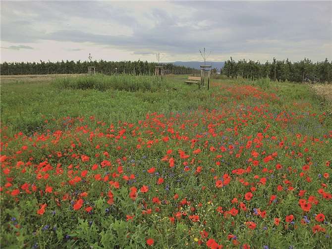 Der neue Aussichtspunkt oberhalb von Werthhoven.privat