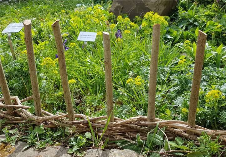 Der neue Flechtzaun entsteht (gelbe Blüten: Zypressenwolfsmilch). Foto: privat