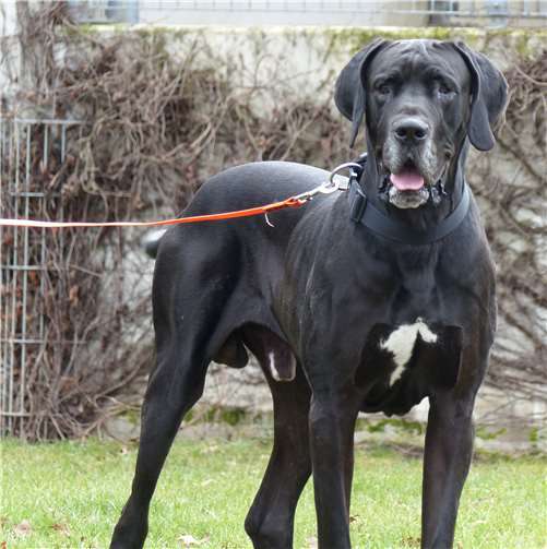 Der neugierige Rüde Lucky sucht liebevolle Menschen, die ihm körperlich gewachsen sind. Tierheim-Andernach