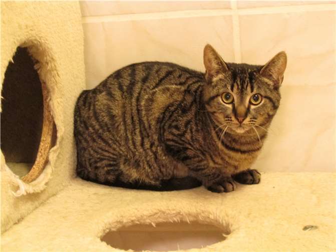 Der noch verschüchterte Kater Paper Fotos: Katzenhilfe Westerwald e. V.